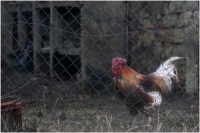 /album/galerie-photos/coq-light-jpg/